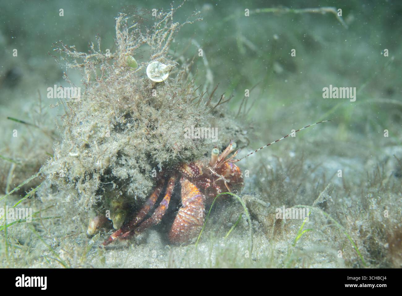 Stareye Hermit Crab on seafloor Stock Photo