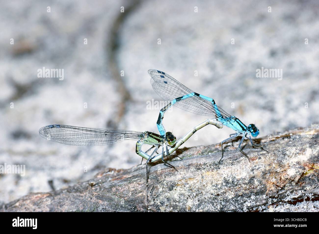 Common blue damselfly (Enallagma cyathigerurm), pair in mating wheel ...