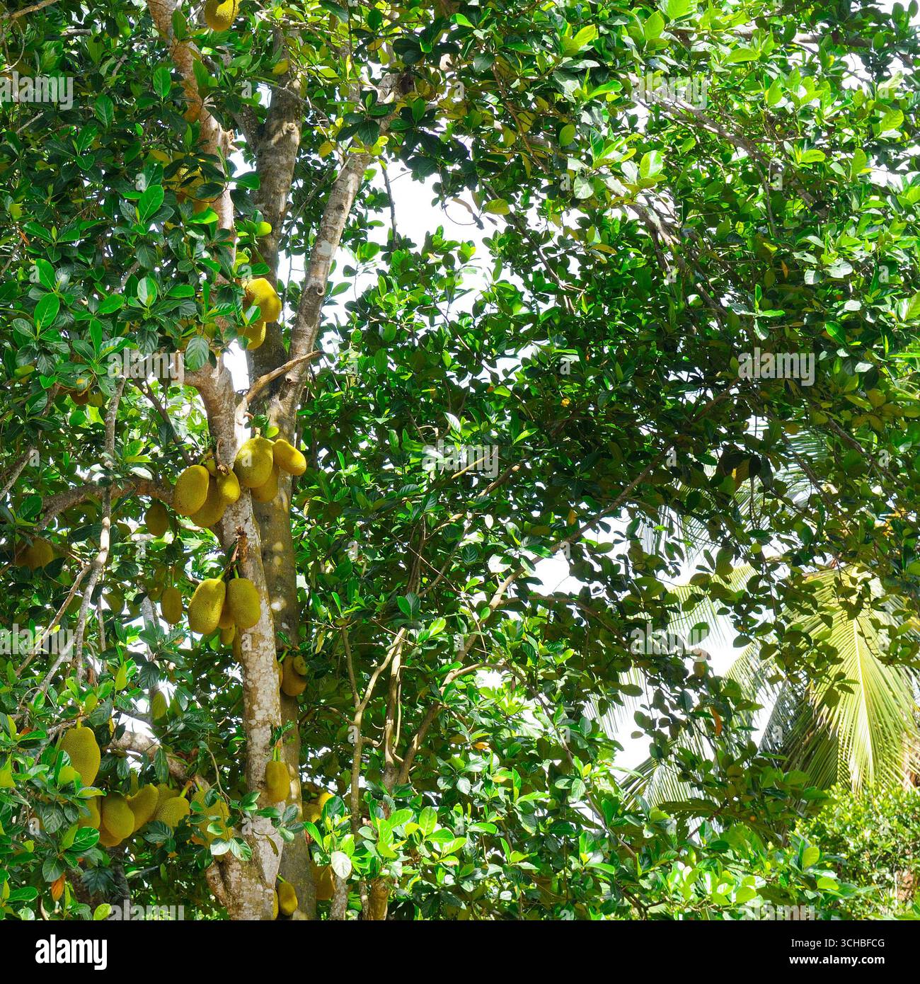 Breadfruit (Artocarpus altilis) tree with ripe fruits. Tropical garden ...