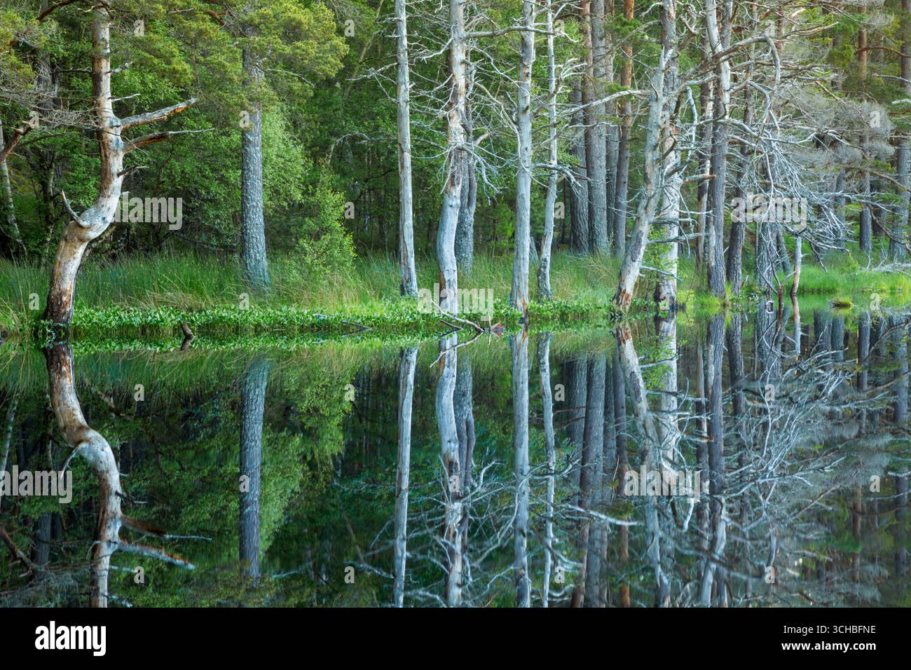 Straight and twisted Scots Pine (Pinus sylvestris) trees also known as Scotch pine, Baltic pine and European red pine reflected in a small lake - Stock Image
