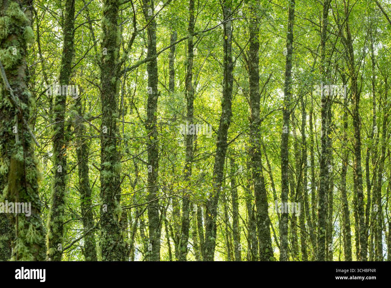 Backlit birch woodland with sunlight shinning through lush green leaves and showing trees covered in mosses and lichens - Stock Image