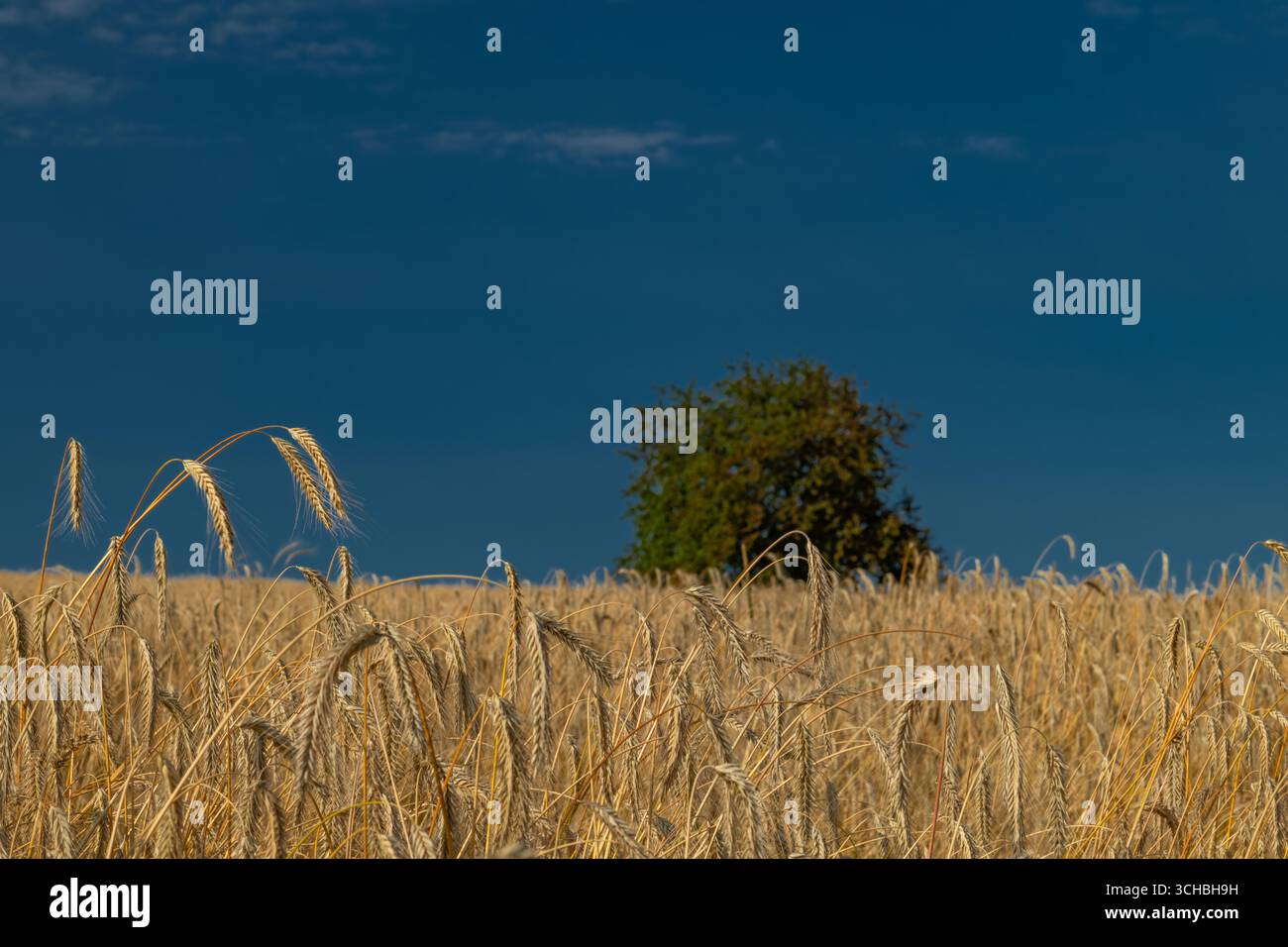 Cherry tree with green leafs in golden grain field in summer hot day Stock Photo