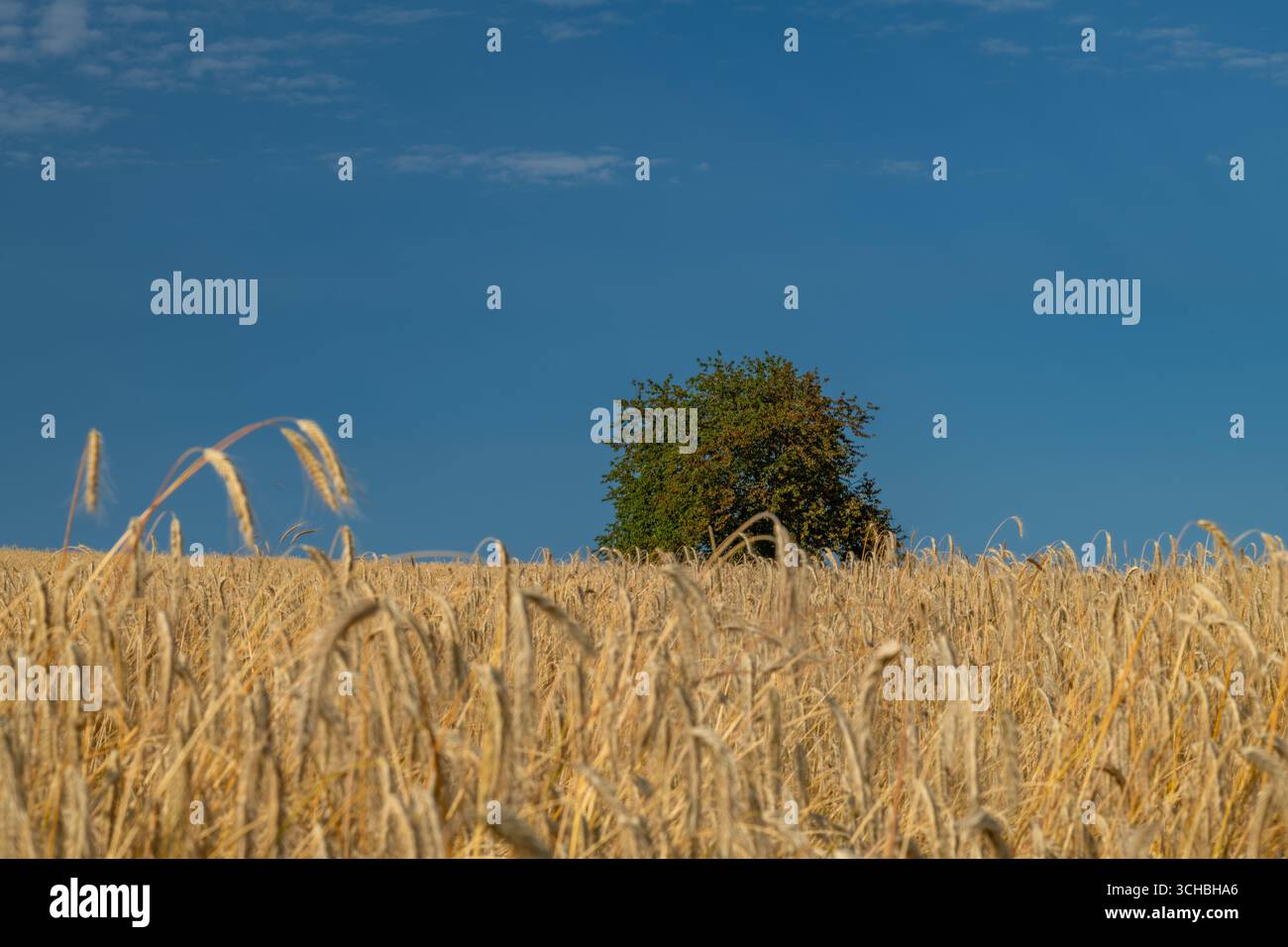 Cherry tree with green leafs in golden grain field in summer hot day Stock Photo