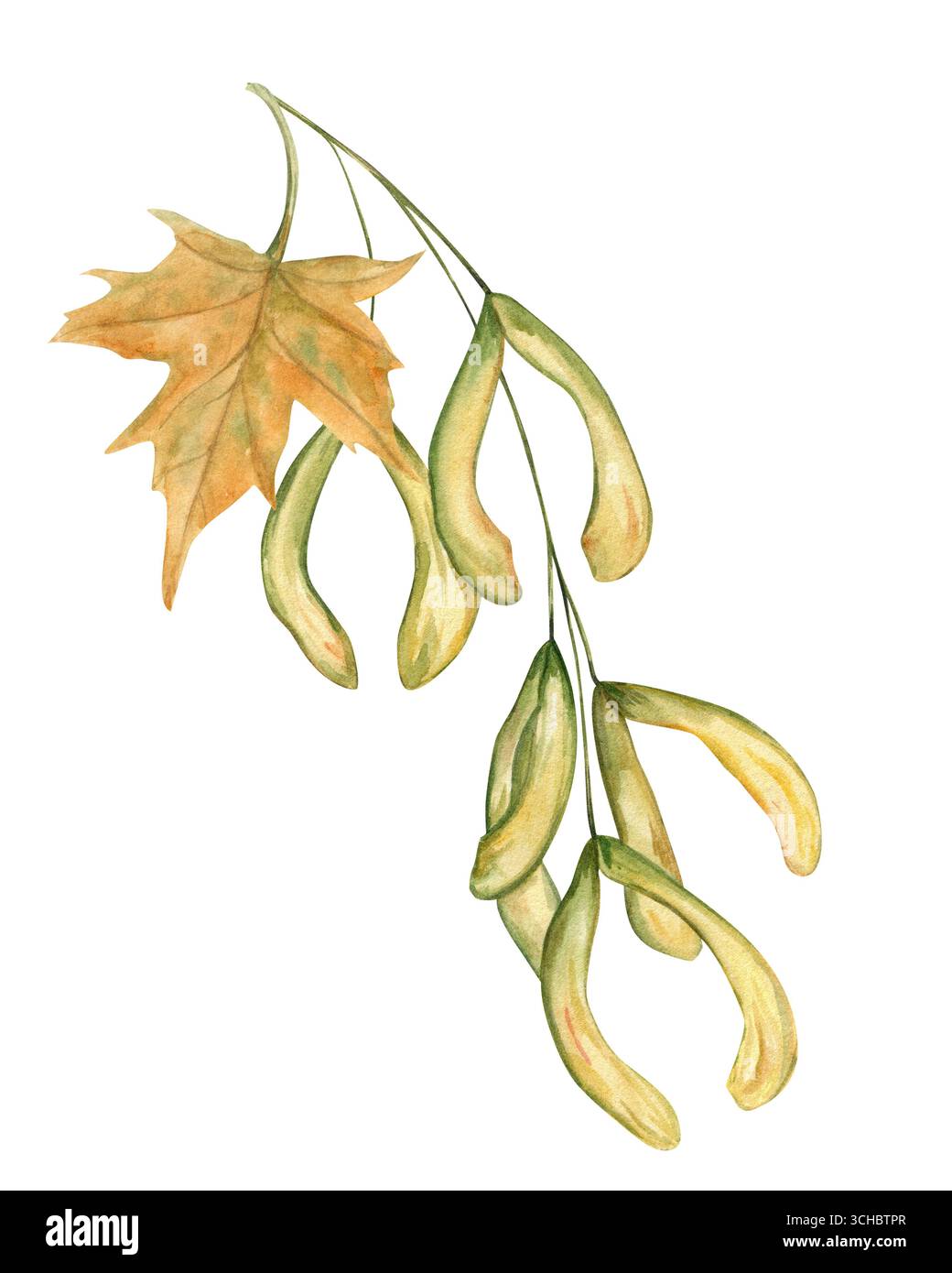 Hand painted maple seeds and leaf on branch in autumn yellow and green colors watercolor illustration on isolated background. Decorative plant element Stock Photo