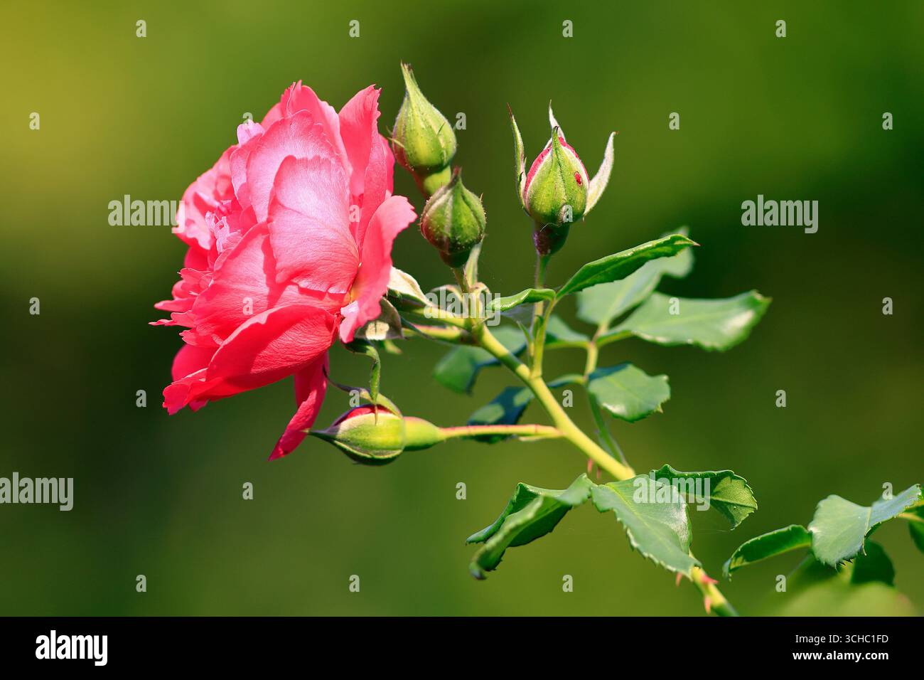 Beautiful pink rose in autumn hi-res stock photography and images - Alamy