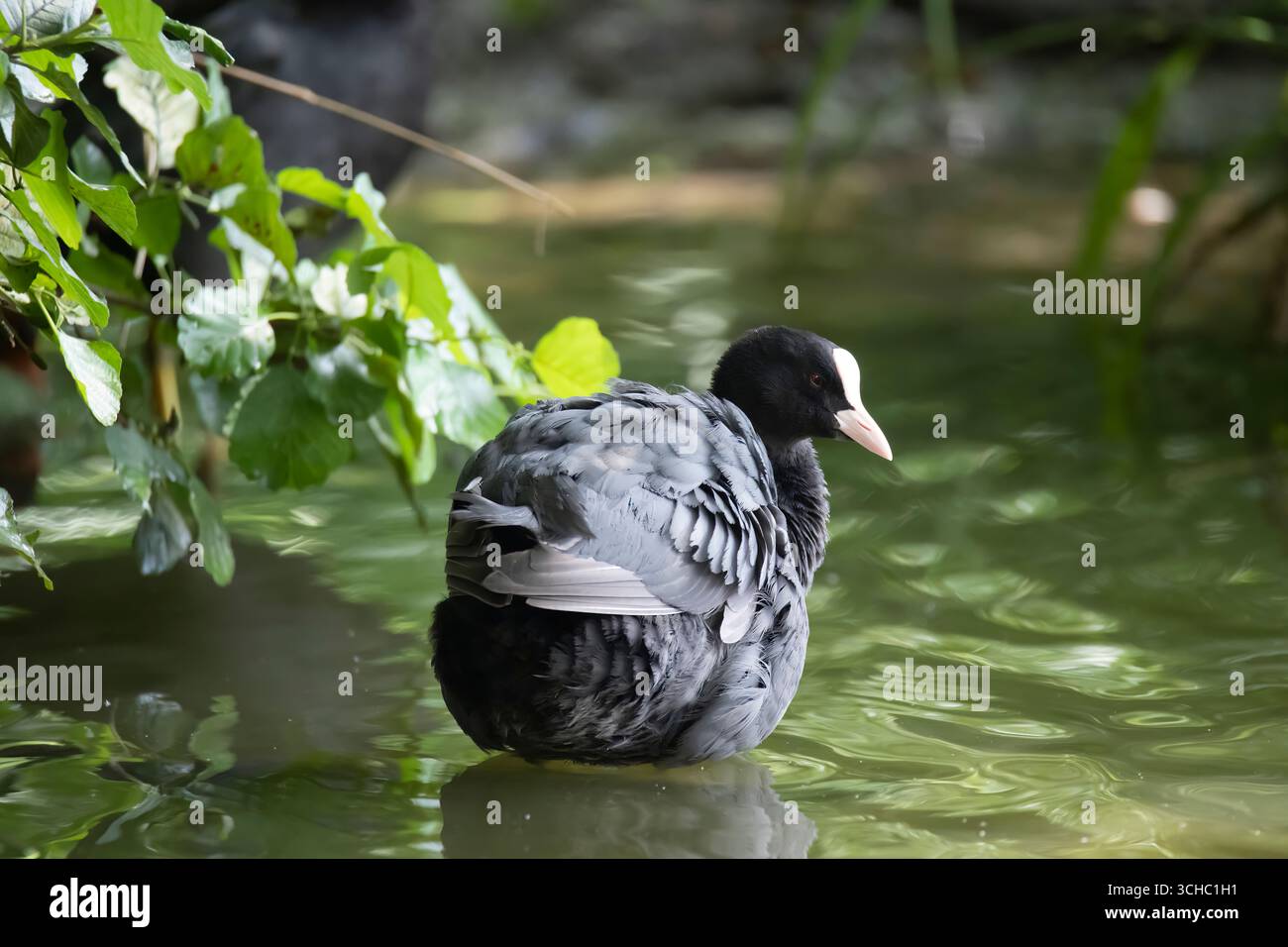 The Eurasian Coot (Fulica atra), also known as the Common Coot, or Australian Coot. Stock Photo