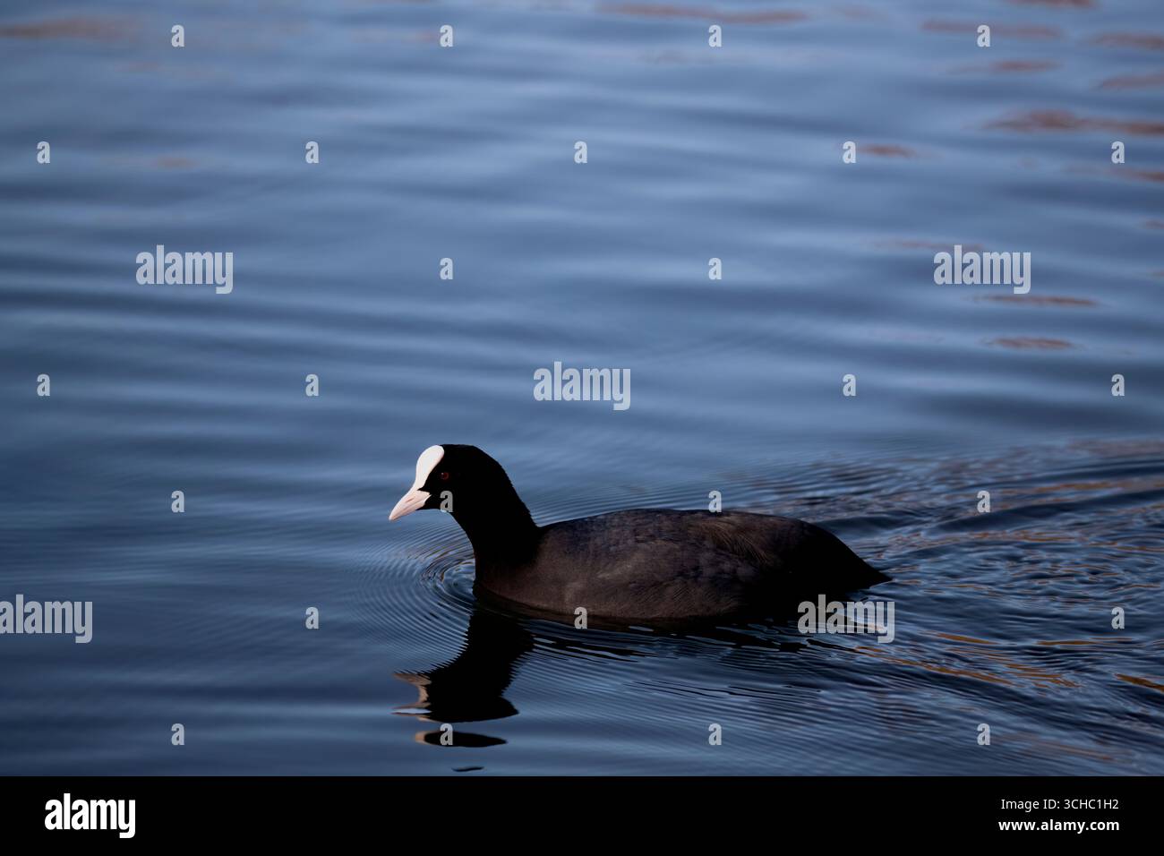 The Eurasian Coot (Fulica atra), also known as the Common Coot, or Australian Coot. Stock Photo