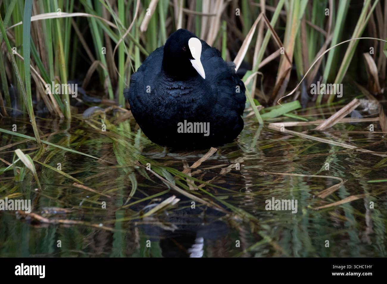 The Eurasian Coot (Fulica atra), also known as the Common Coot, or Australian Coot. Stock Photo