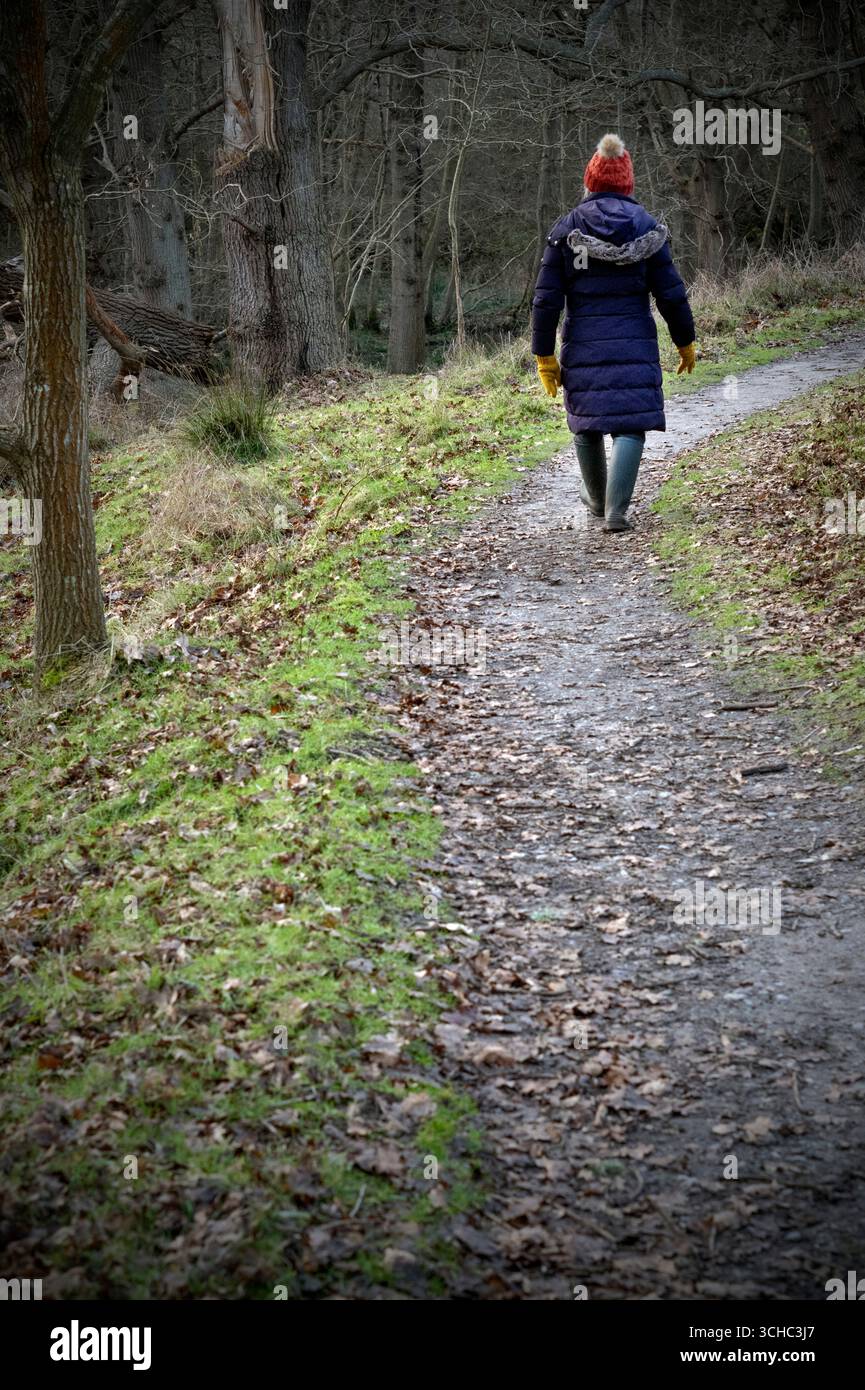 rear view of lone older woman walking through woodlands on rural path ...