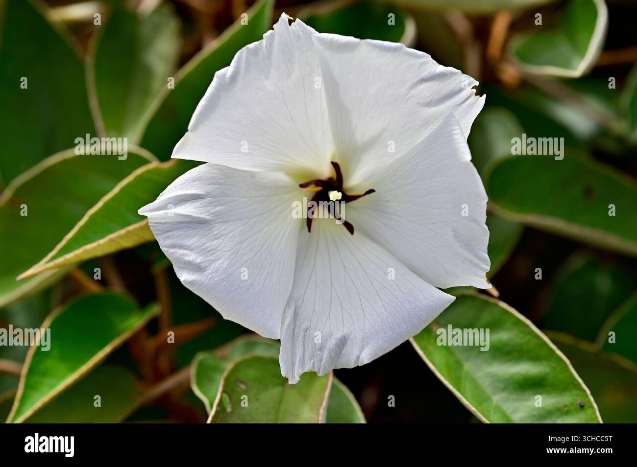 St helena island hi-res stock photography and images - Alamy