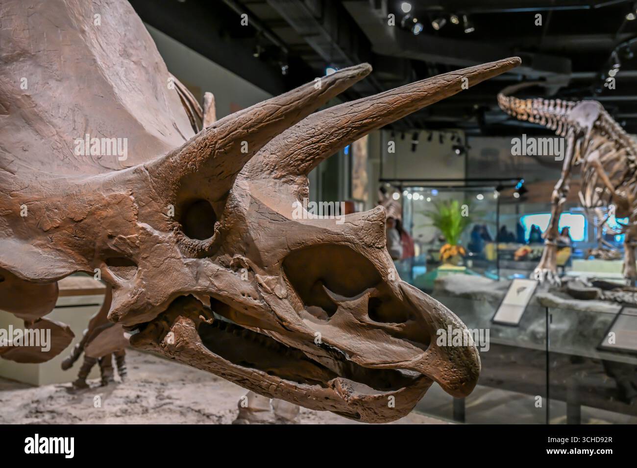 Chicago, Illinois, USA - 9.15.2023: Fossilized triceratops dinosaur ...