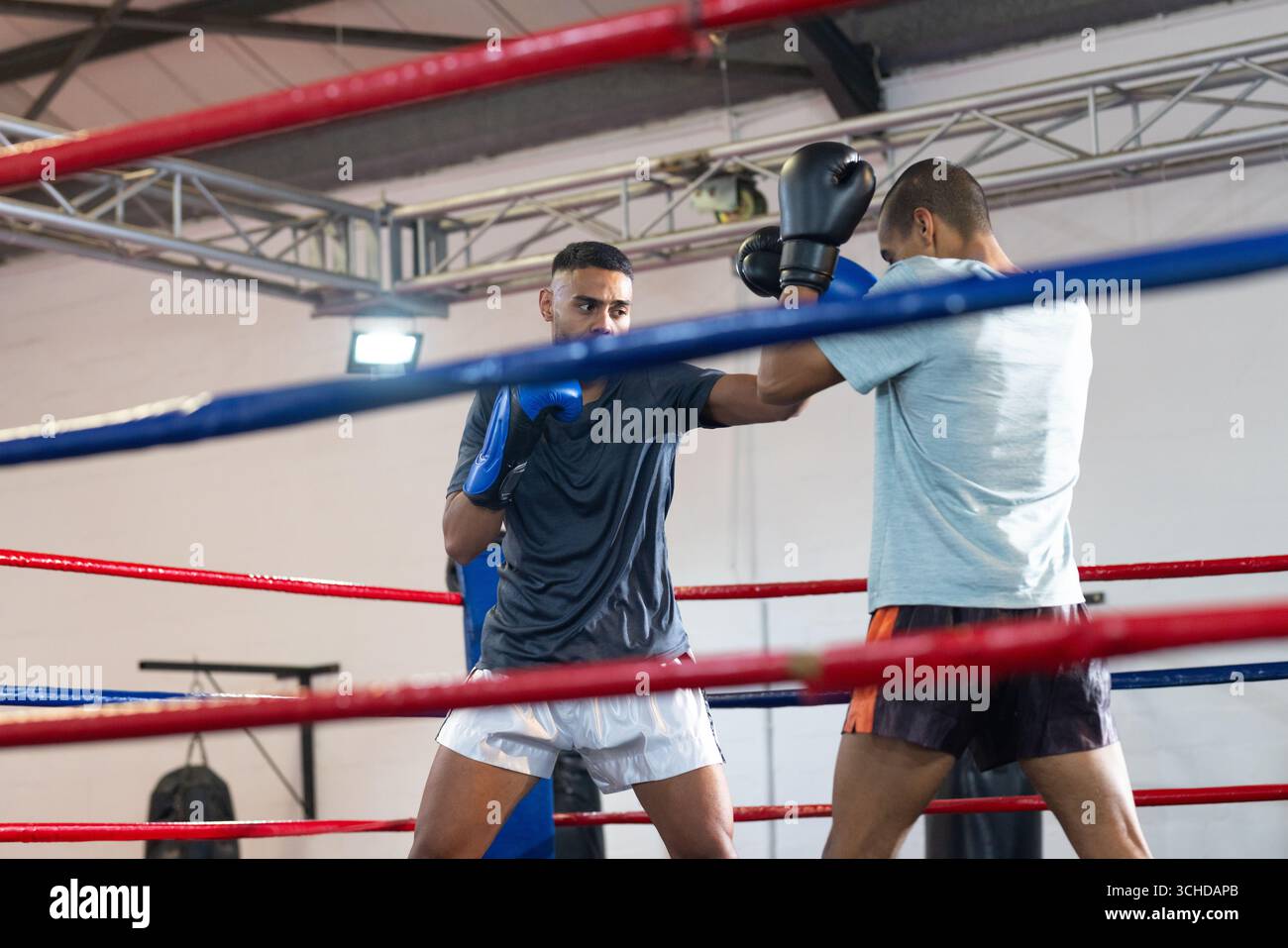 Two men sparring inside boxing ring at gym in blue gloves and holding focus mitts Stock Photo