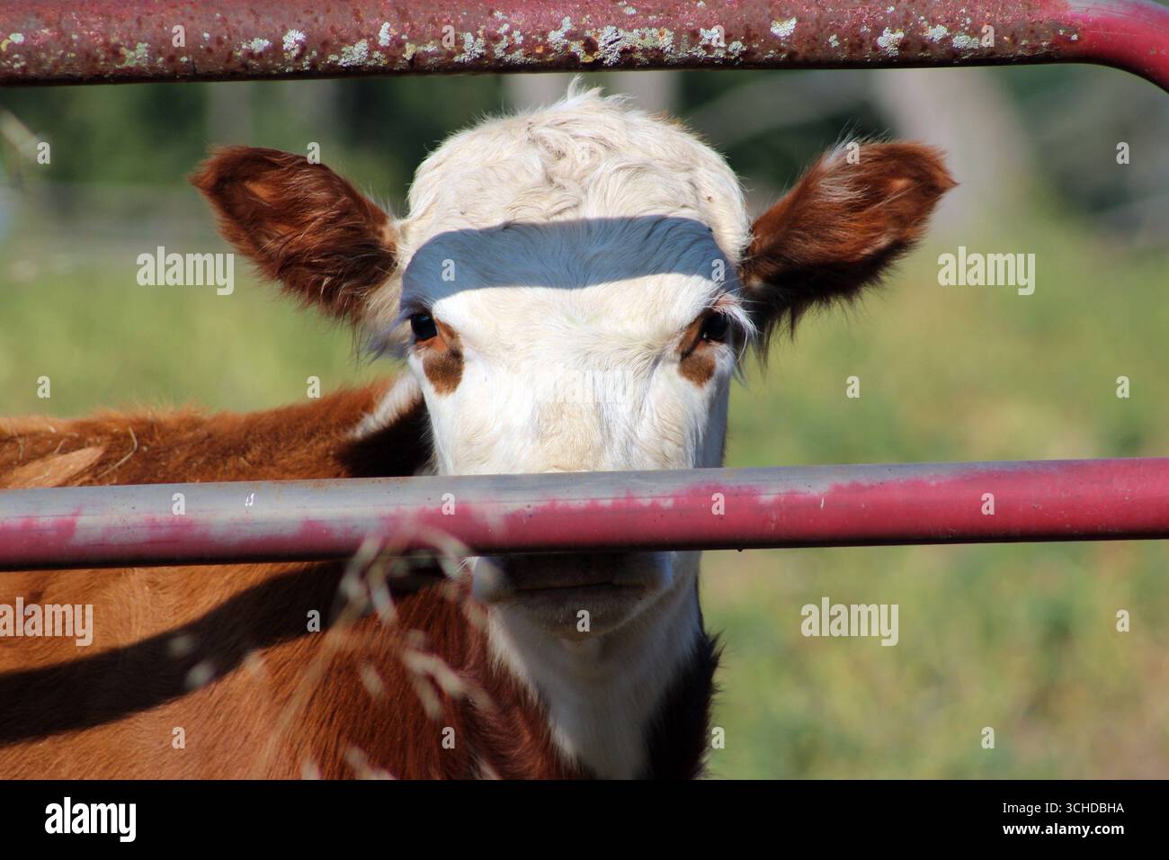 Cow Staring Through A Fence Gate Stock Photo