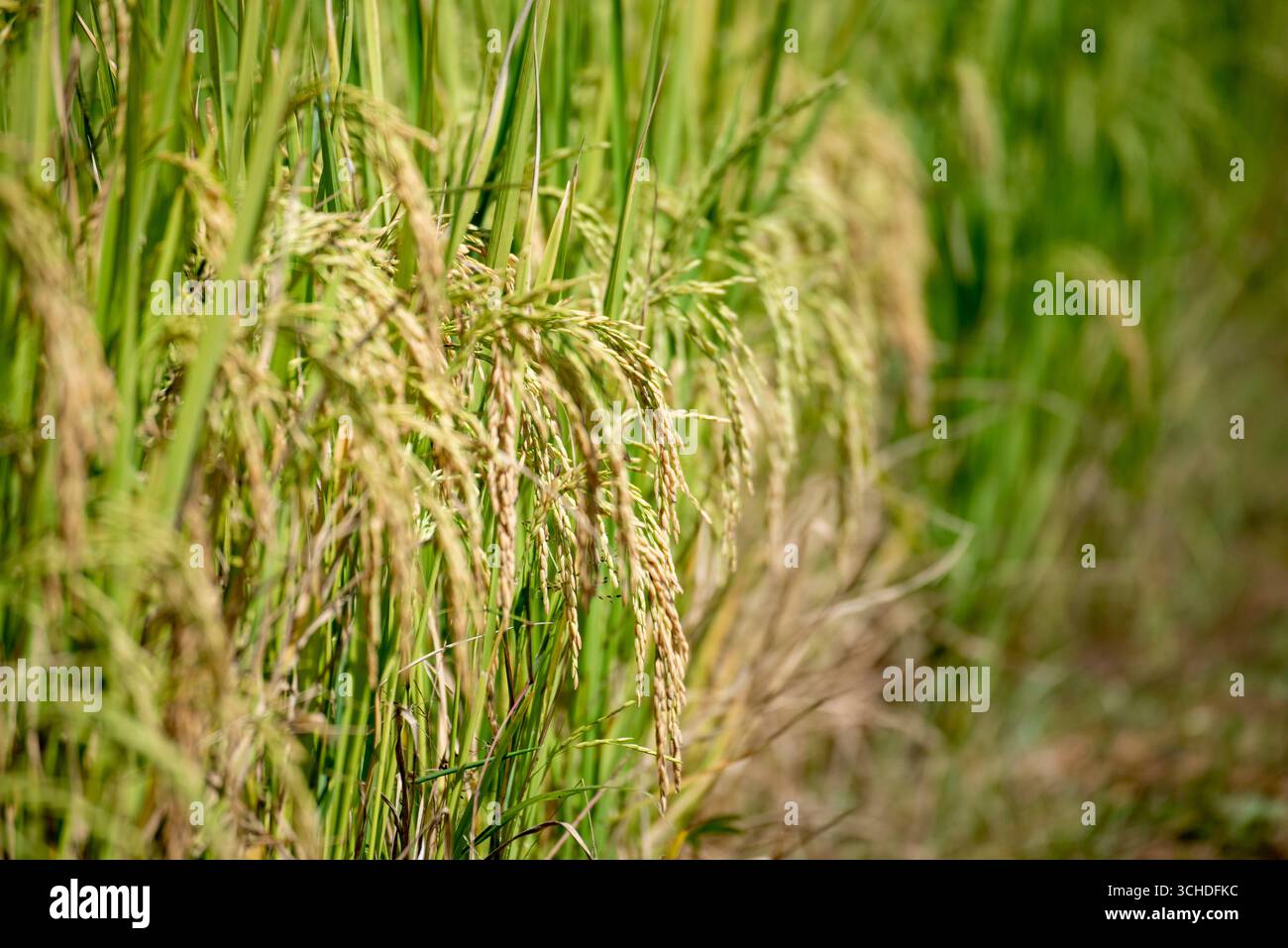 Rice Field Green agriculture ecosystem Asian rice paddy field Vietnam ...
