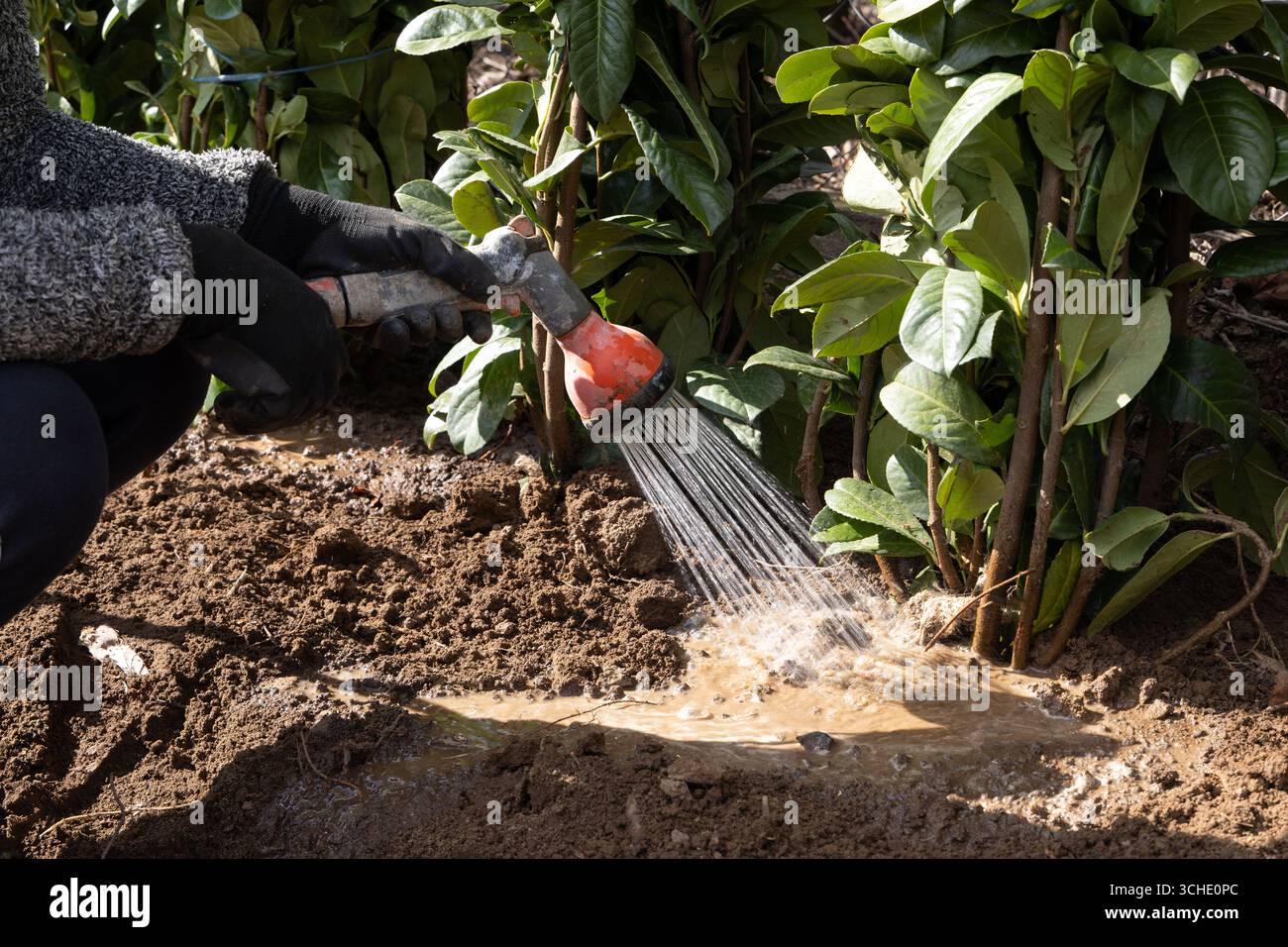 Garden worker landscaper watering newly planted green bushes hedge Laurel Cherry plants in the garden Stock Photo