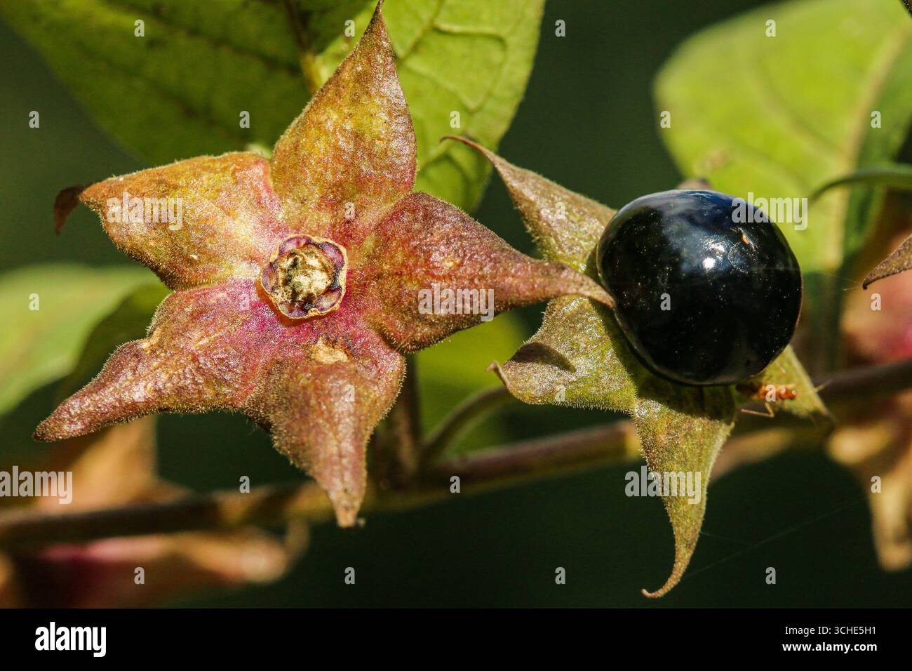 Belladonna berries, deadly nightshade (Atropa belladonna) Stock Photo
