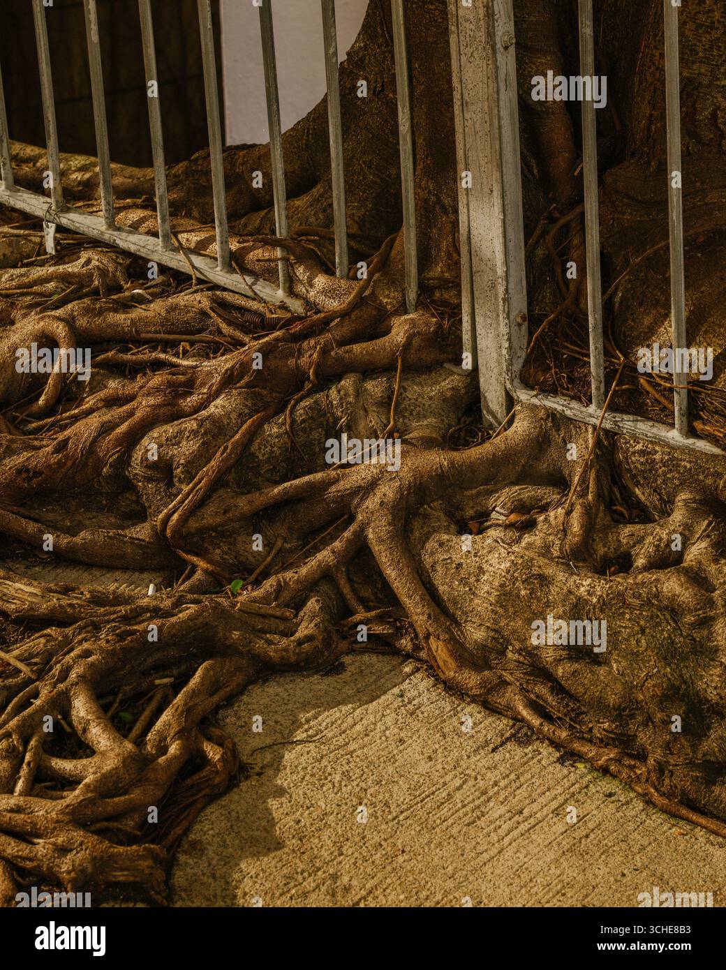 Invasive roots hi-res stock photography and images - Alamy