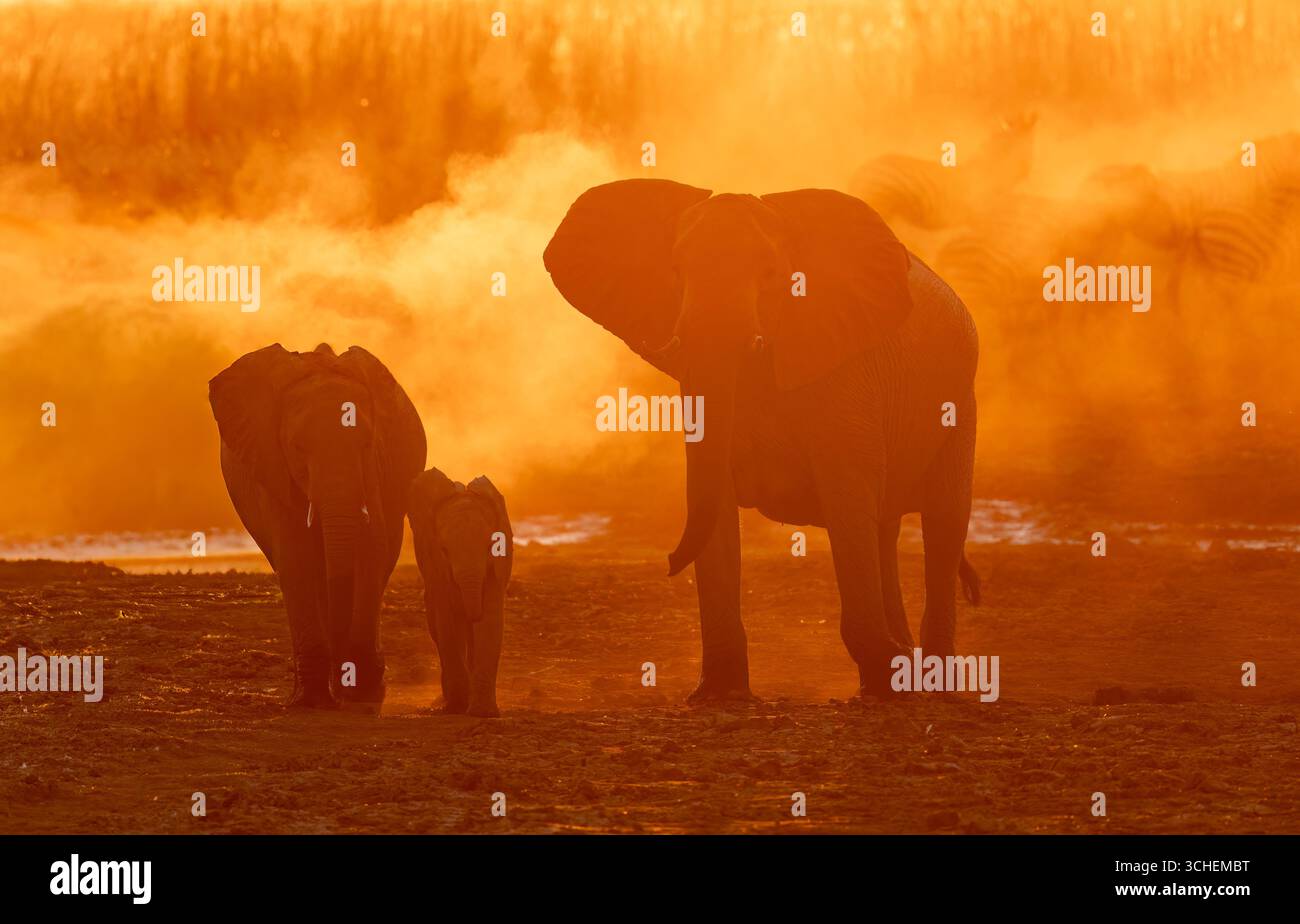 Three African elephants appear in the dust and backlight against the setting sun, Zebras in the background - Linyanti, Northern Botswana, Africa Stock Photo