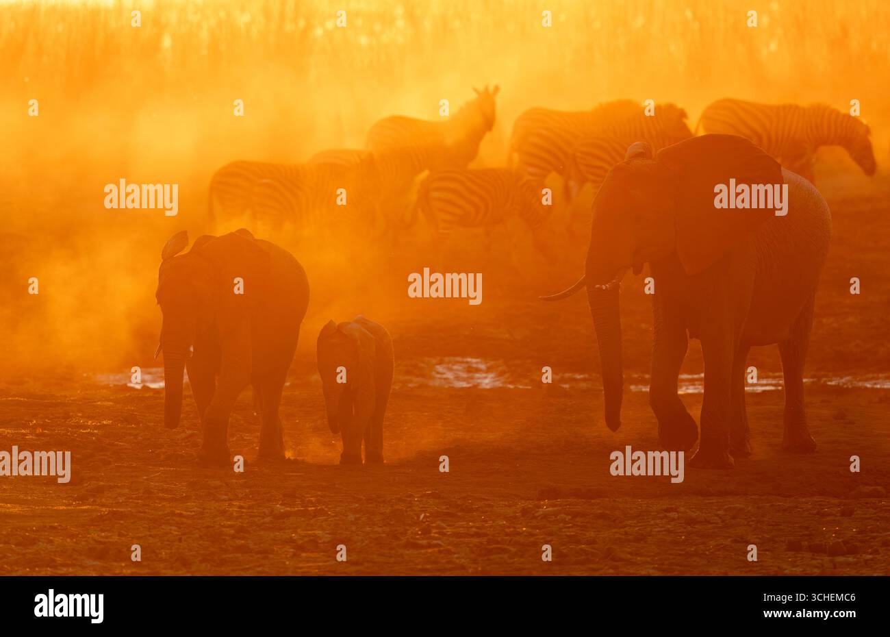 Three African elephants appear in the dust and backlight against the setting sun, Zebras in the background - Linyanti, Northern Botswana, Africa Stock Photo