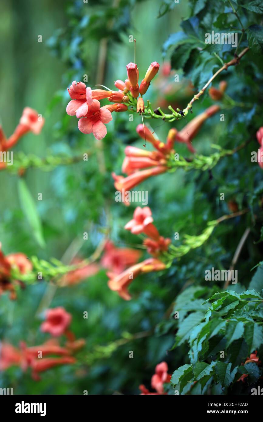Chinese trumpet vine flowers bloom in Huai'an City, east China's ...