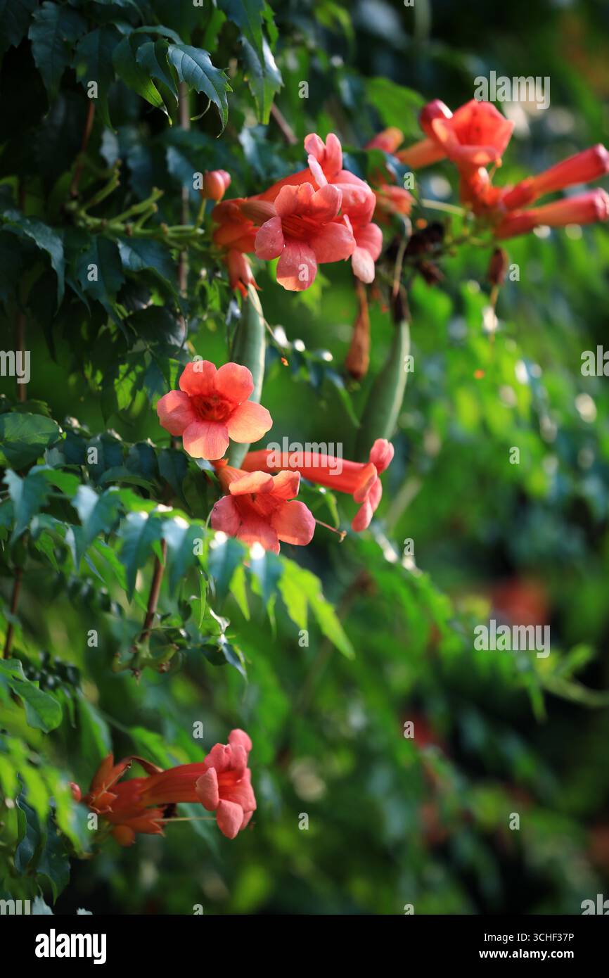 Chinese trumpet vine flowers bloom in Huai'an City, east China's ...