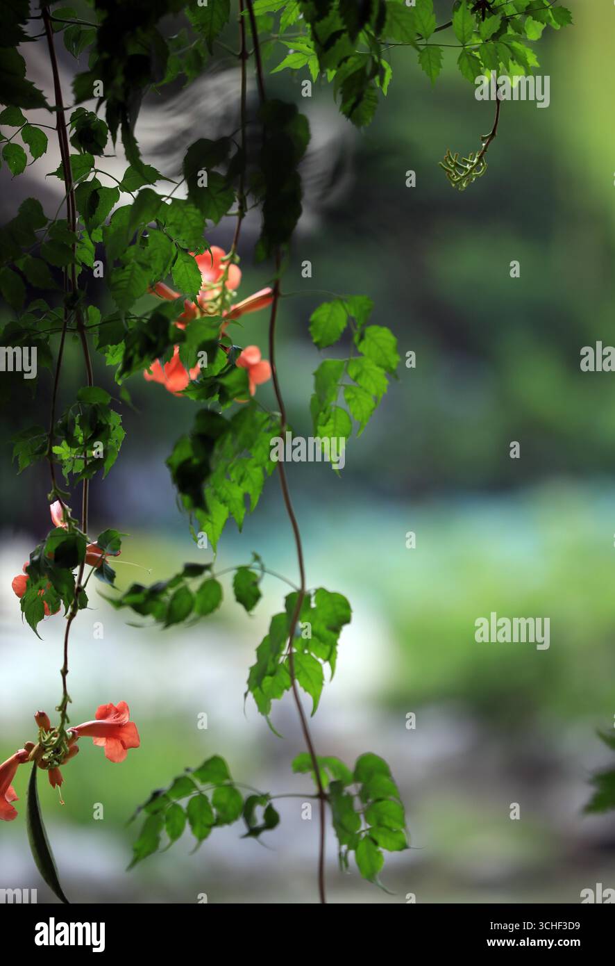 Chinese trumpet vine flowers bloom in Huai'an City, east China's ...