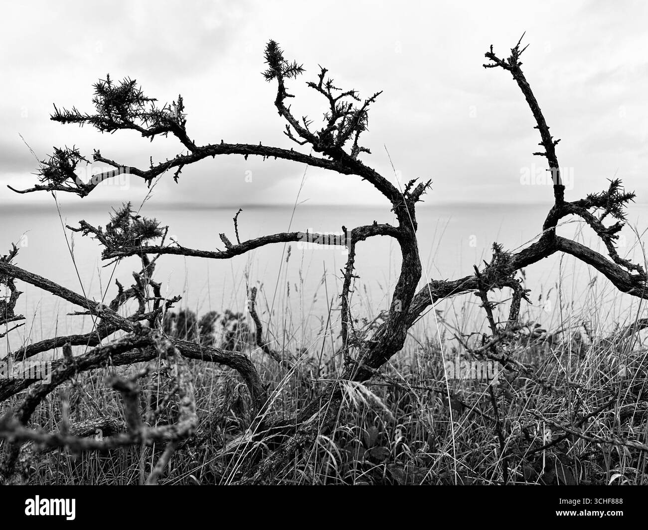 Impressions from the Wales Coast Path near New Quay, Wales - Smartphone Captured Stock Image
