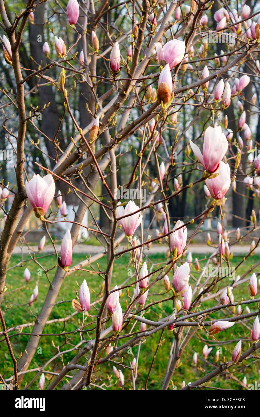 magnolia tree blossom in springtime. tender pink flowers bathing in morning sunlight. warm april weather in transcarpathia Stock Photo