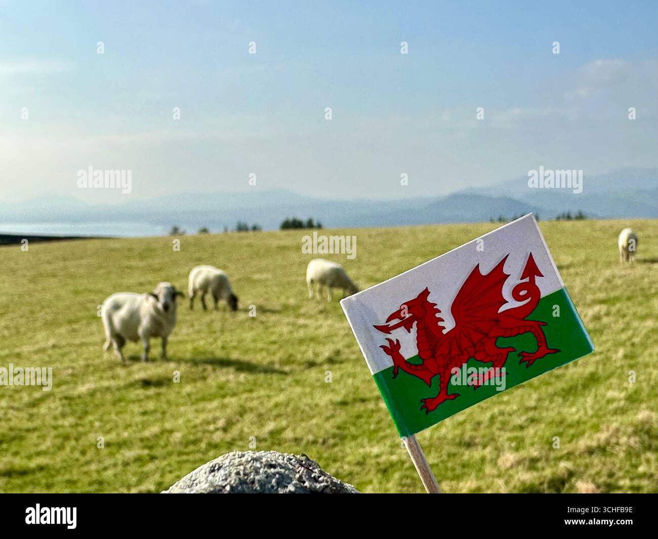 A Wales flag in typical Welsh landscape - Smartphone Captured Stock Image