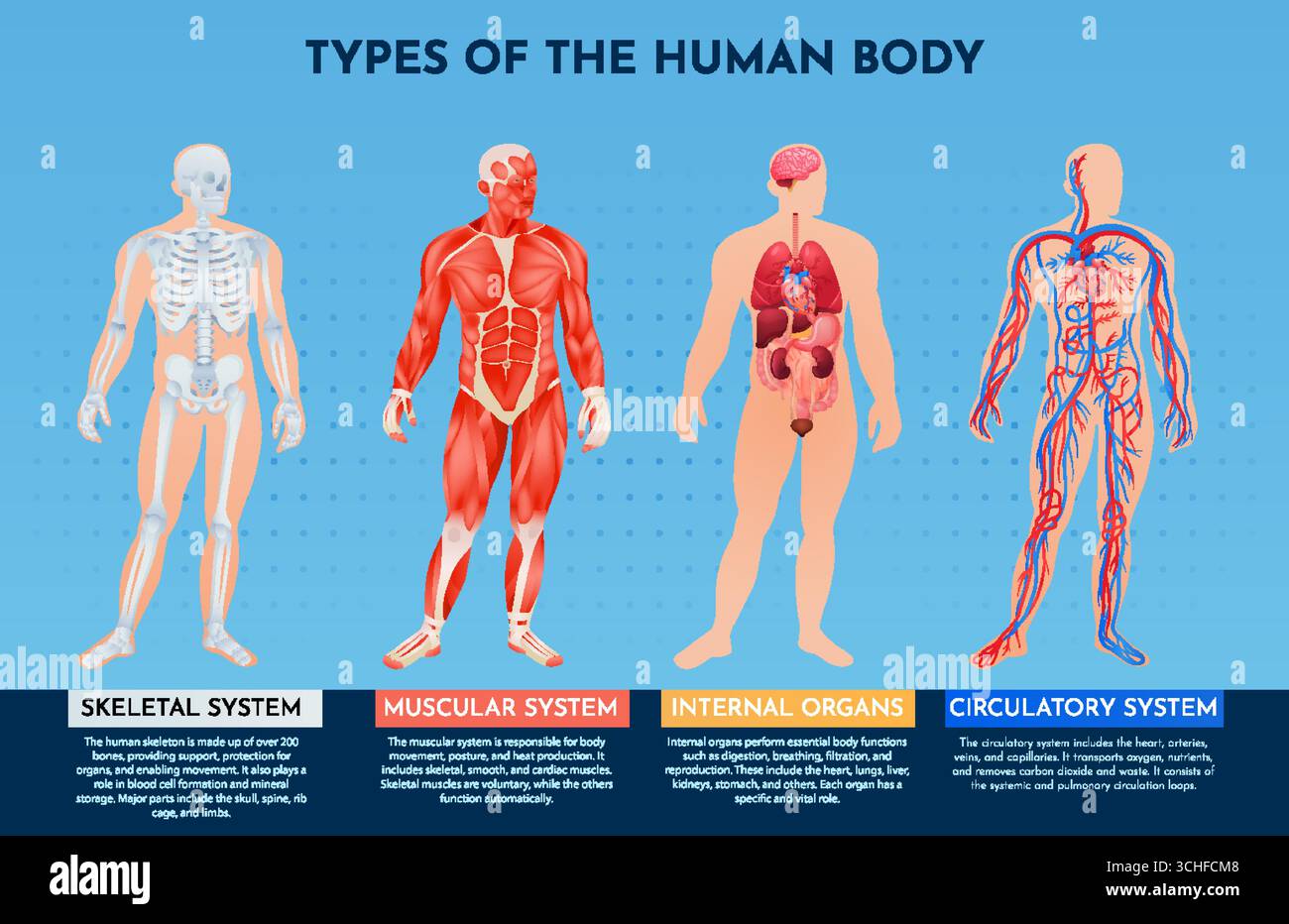 Gradient Types of Anatomical Illustrations for Medical Education Stock ...