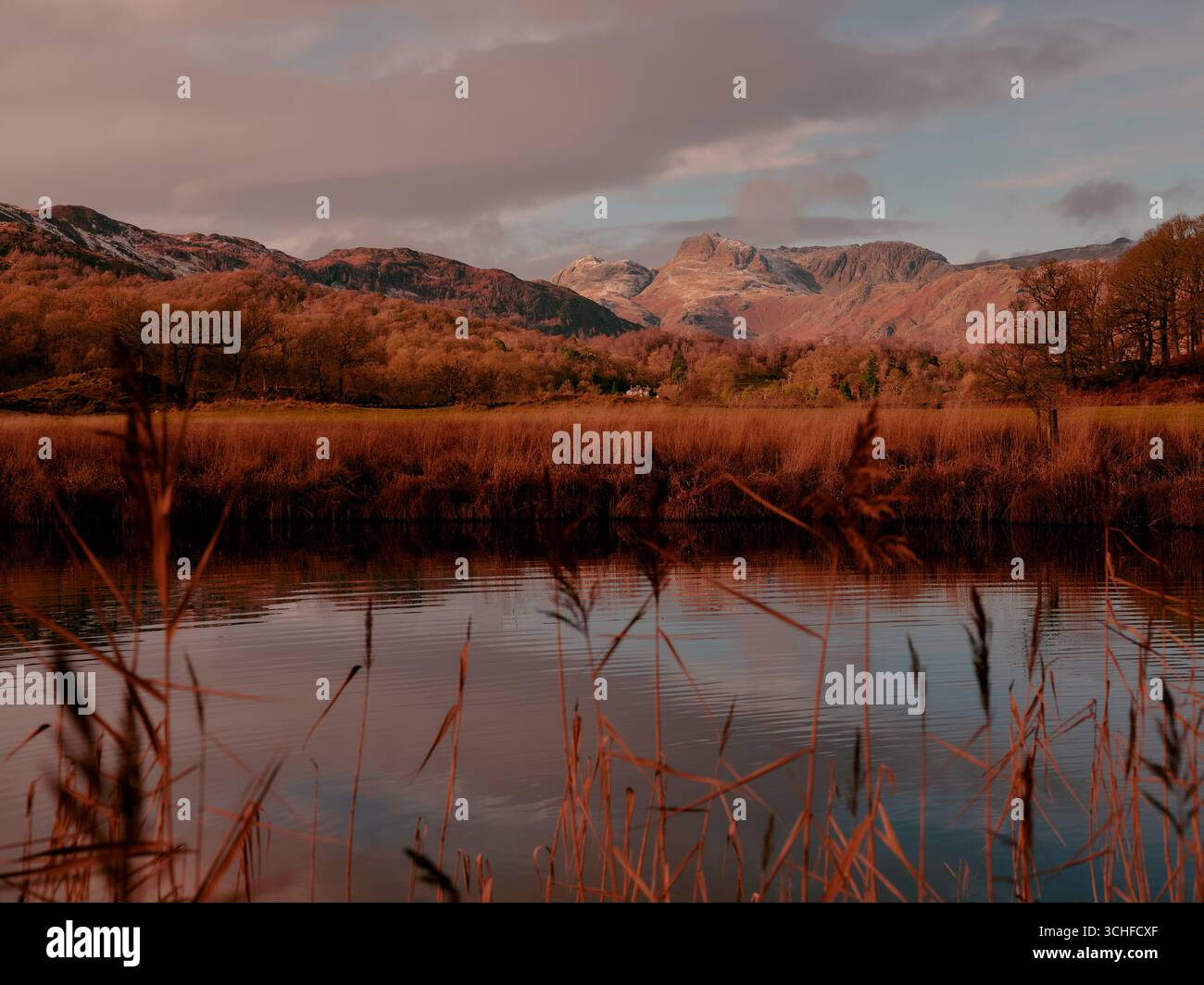 Reeds and the still water of the river Brathay autumn landscape of Great Langdale valley in the Lake District National Park, Cumbria England UK Stock Photo