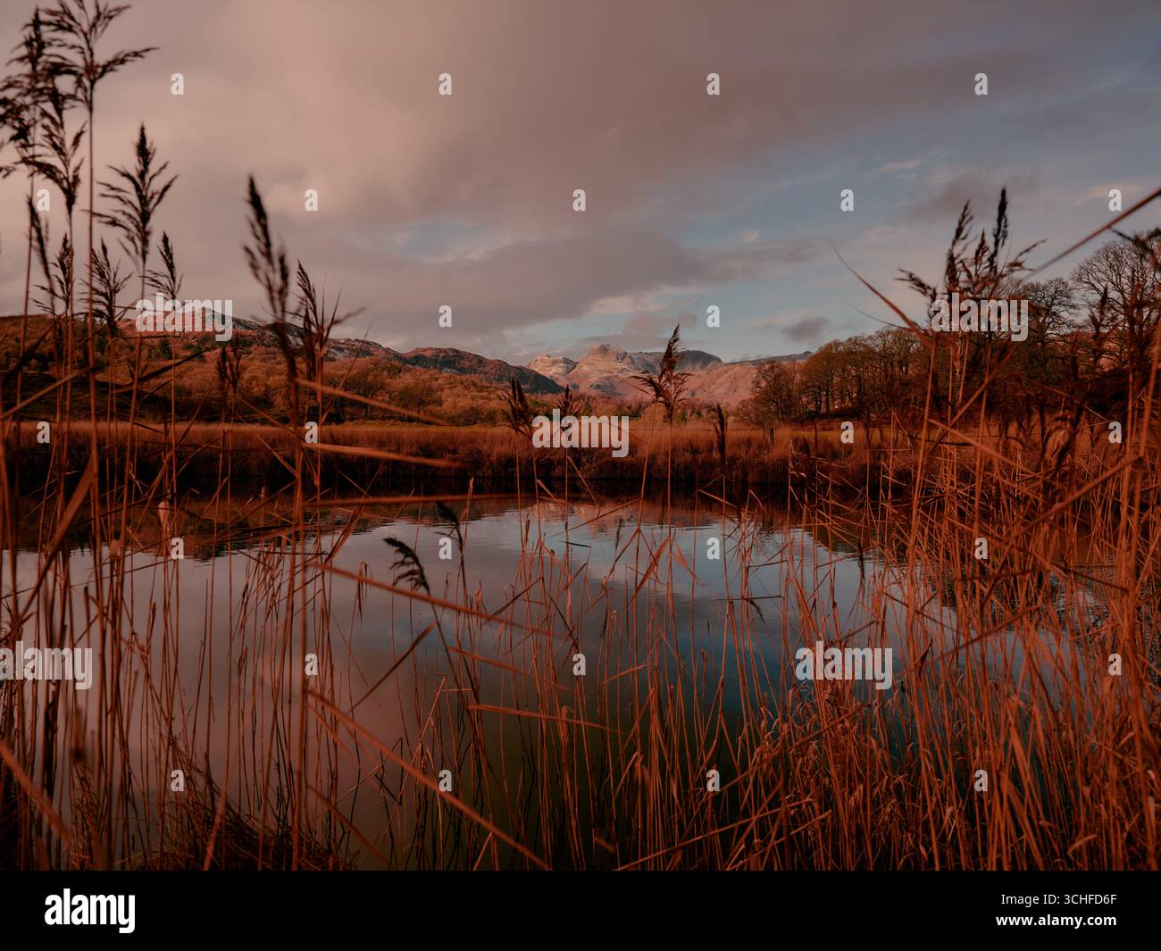 Reeds and the still water of the river Brathay autumn landscape of Great Langdale valley in the Lake District National Park, Cumbria England UK Stock Photo