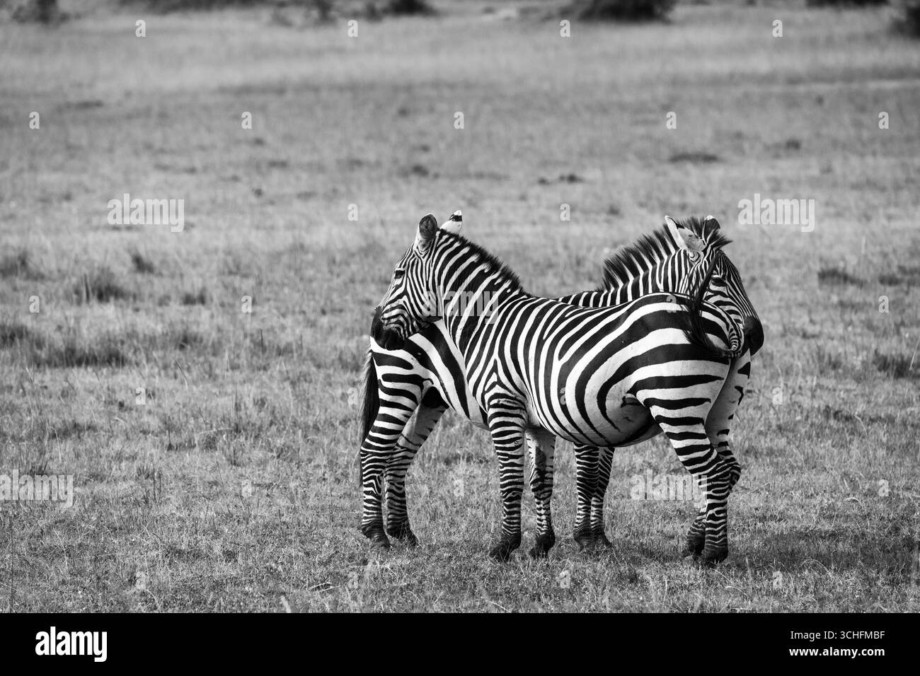 Zebras in the Masai Mara national park Stock Photo