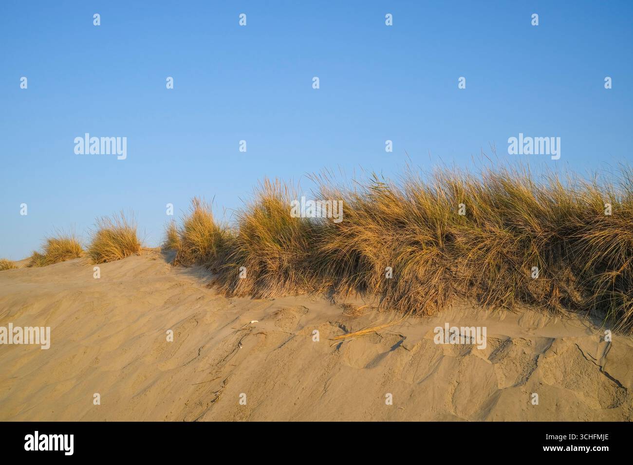 Beach dune ecosystem hi-res stock photography and images - Alamy