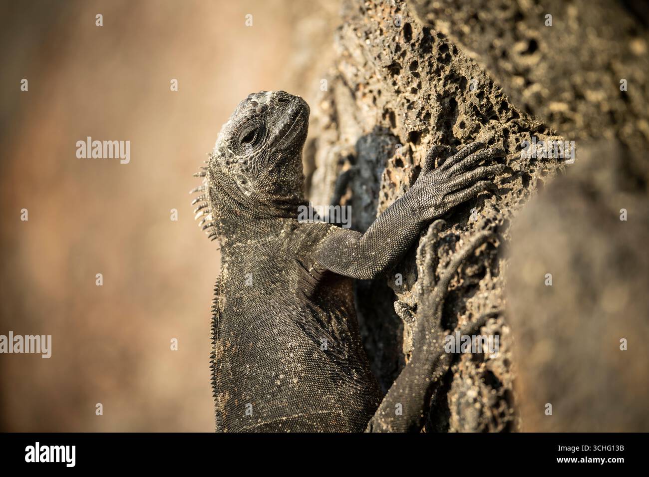 Marine Iguana, Isla  Isabela, Galapagos Islands, Ecuador Stock Photo