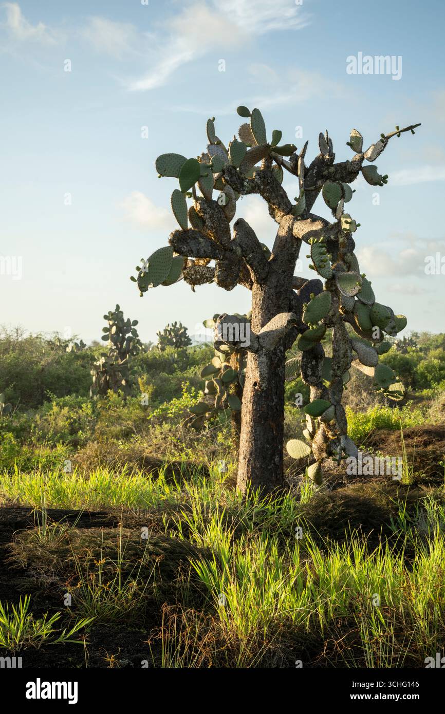 Isla  Isabela, Galapagos Islands, Ecuador Stock Photo