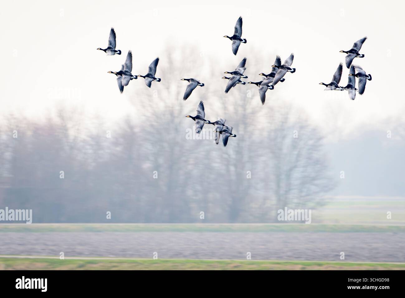 Barnacle Goose (Branta leucopsis) flock in flight, Zeeland, Netherlands. Stock Photo