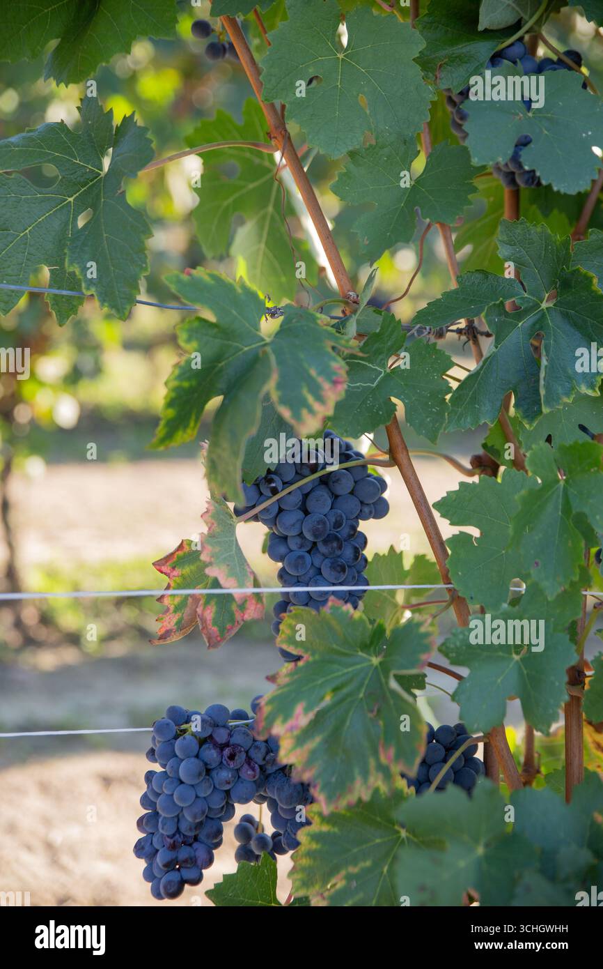 Detailed view of ripe blue-purple wine grape clusters suspended from ...