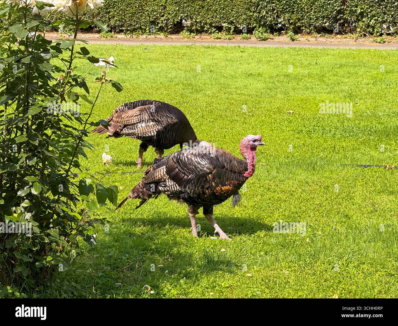 Two turkeys walking across green grass under sunlight. Agriculture ...