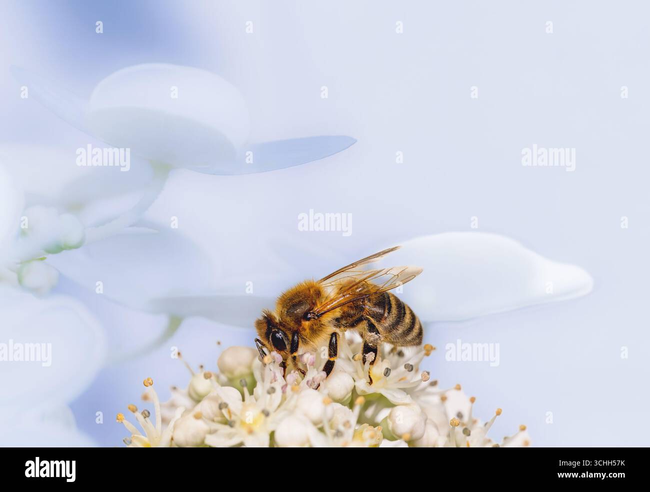 Macro of a gee pollinating on a hydrangea flower blossom Stock Photo