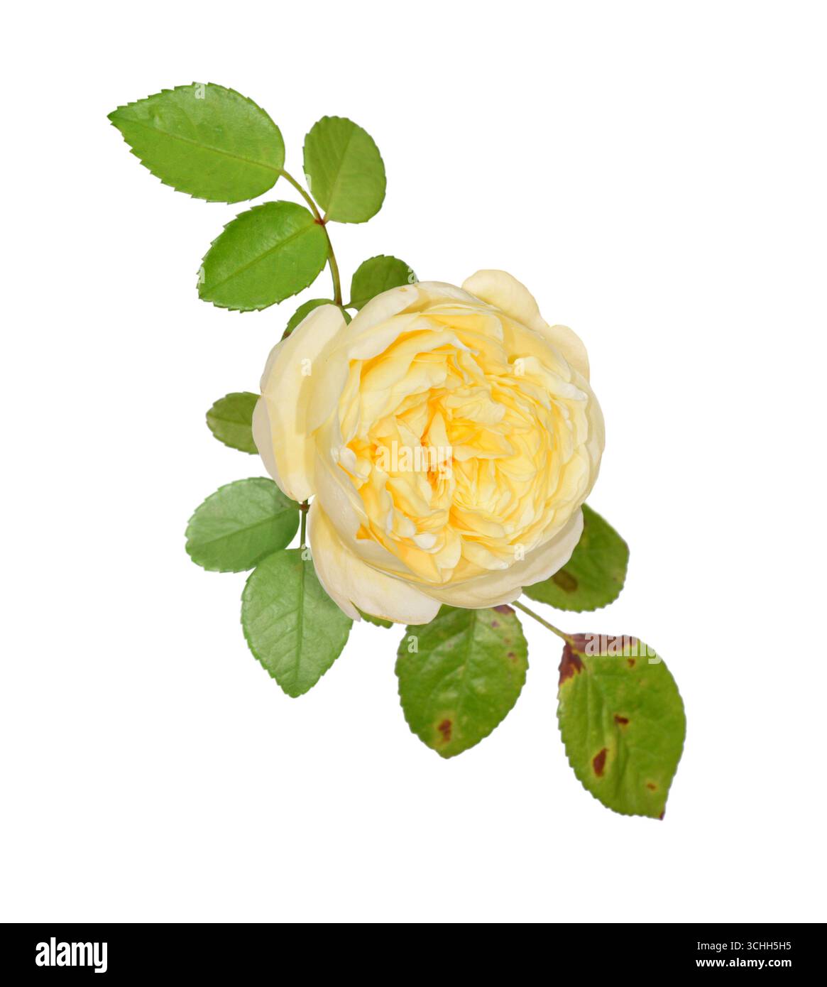 Cultivated rose rosa species Cut Out Stock Images & Pictures - Alamy
