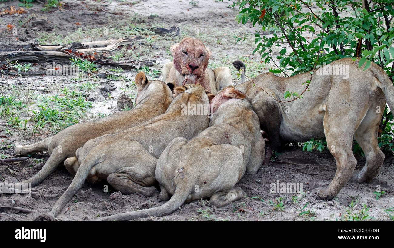 Lions on a kill in the Okavango delta Stock Photo