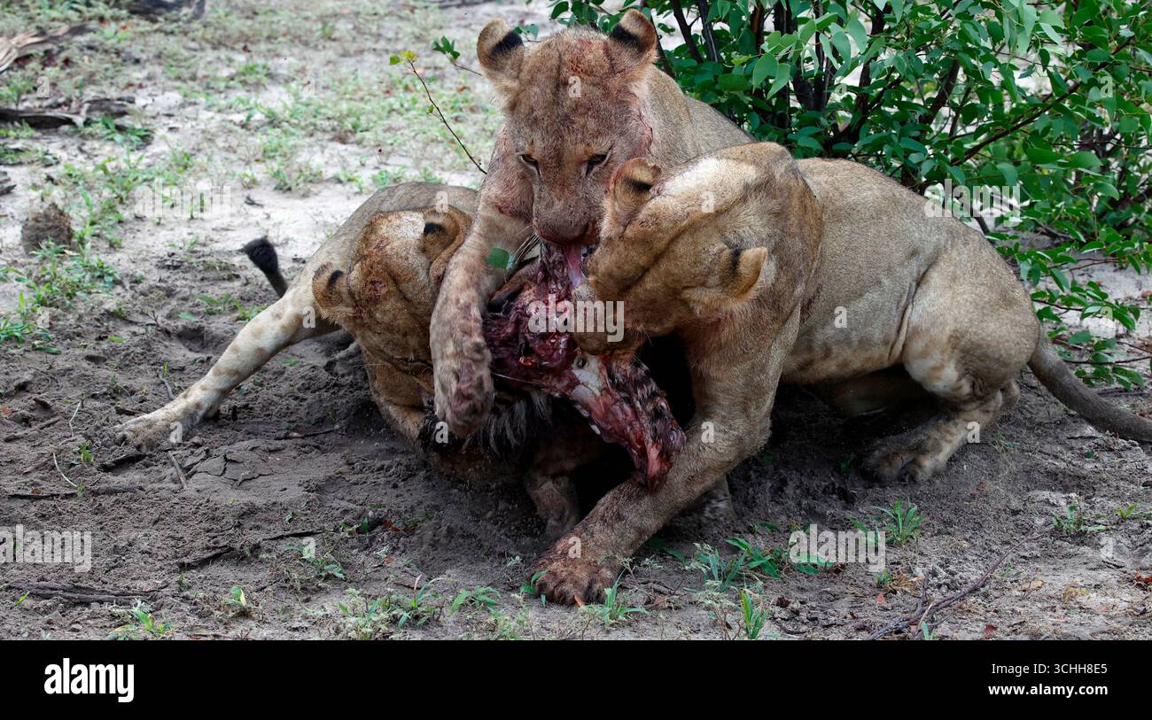 Lions on a kill in the Okavango delta Stock Photo