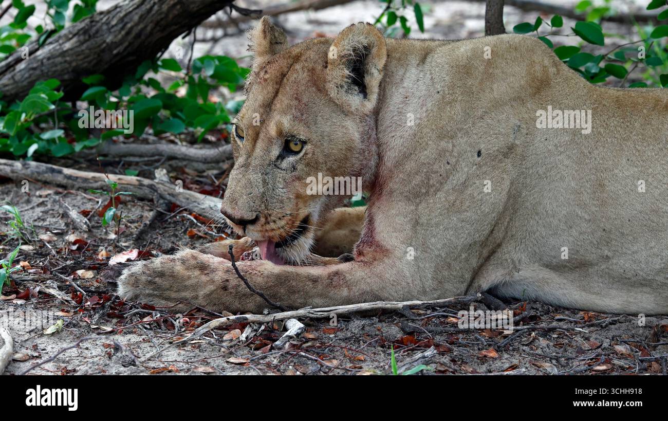 Lions on a kill in the Okavango delta Stock Photo