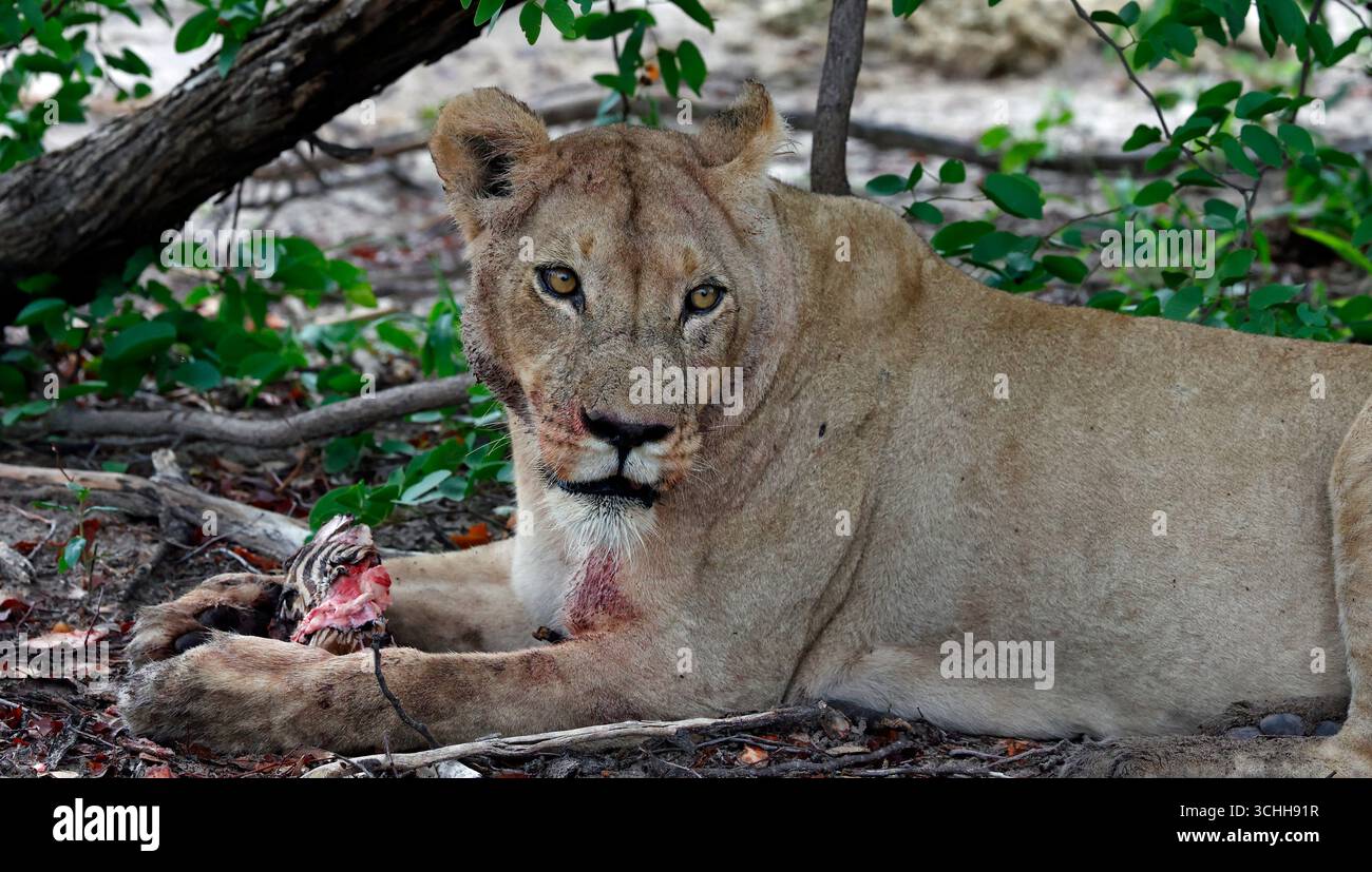 Lions on a kill in the Okavango delta Stock Photo