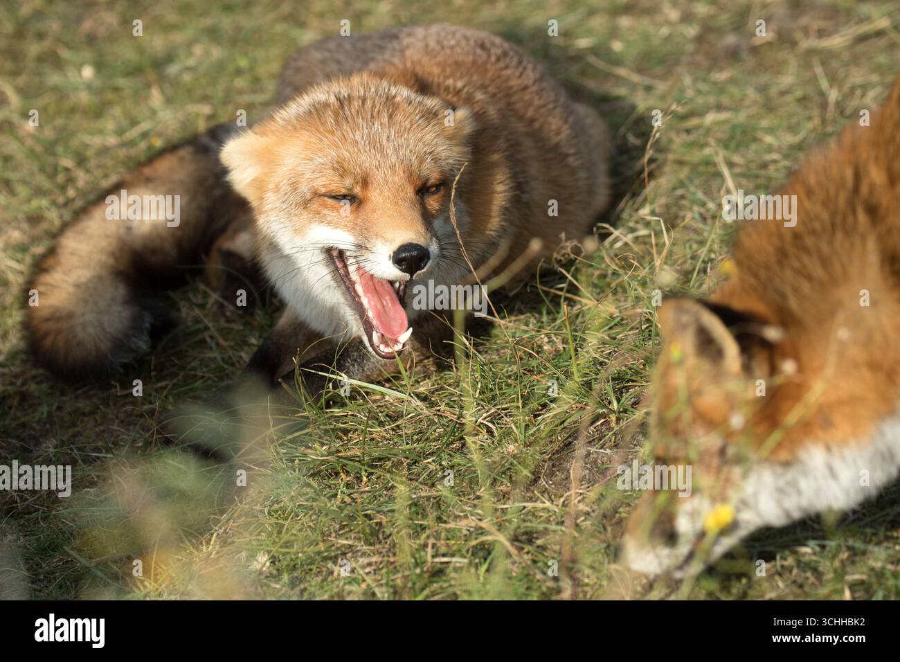 Rotfuchs Fuchs, Rotfuchs *** Red fox Fox, red fox Stock Photo