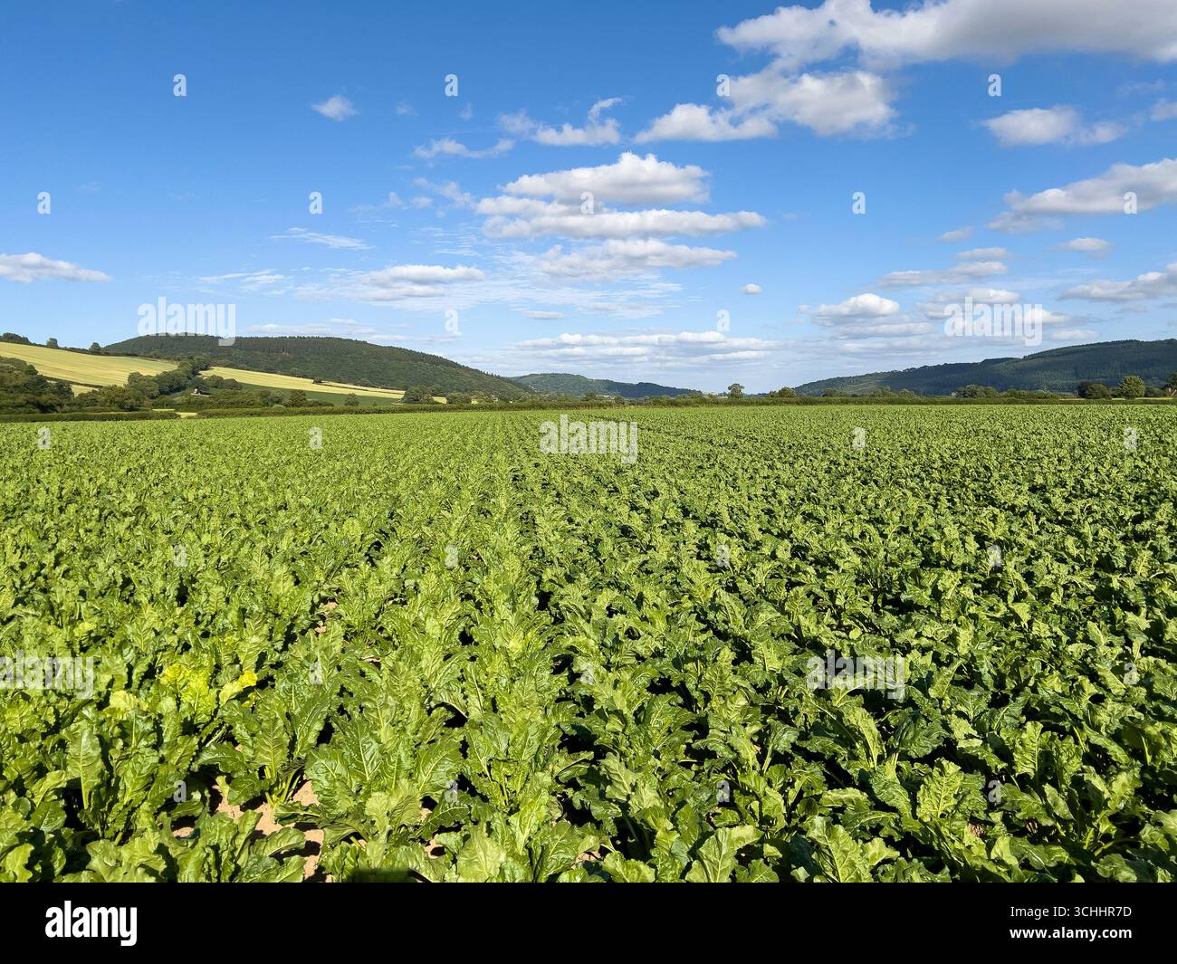 A field of 'Clemens' sugar beet, grown from primed seed (i.e. treated to germinate faster and encourage uniform growth) - Stapleton, Herefordshire, UK Stock Photo
