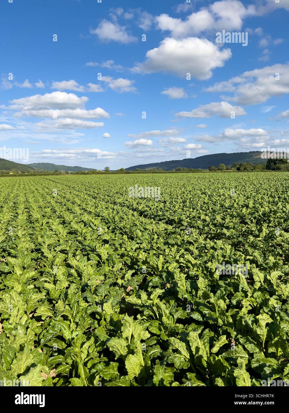 A field of 'Clemens' sugar beet, grown from primed seed (i.e. treated to germinate faster and encourage uniform growth) - Stapleton, Herefordshire, UK Stock Photo