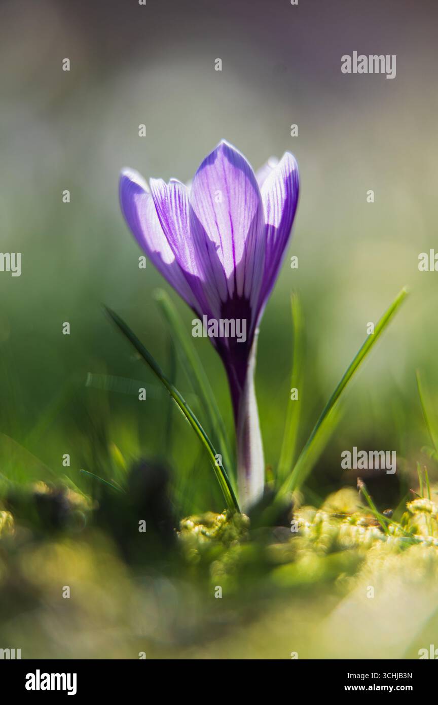Purple crocus sprouting from moss in early spring. Stock Photo