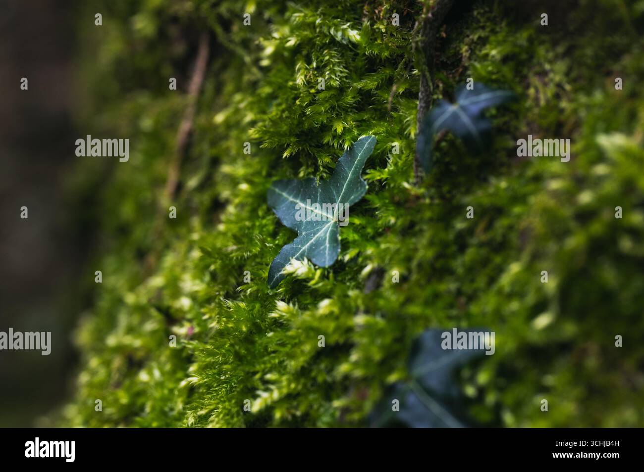 Ivy climbing up a moss-covered tree trunk. Stock Photo